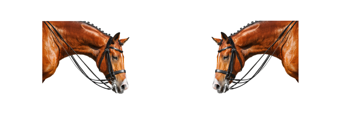 Bridles – The Tack Shop Singapore