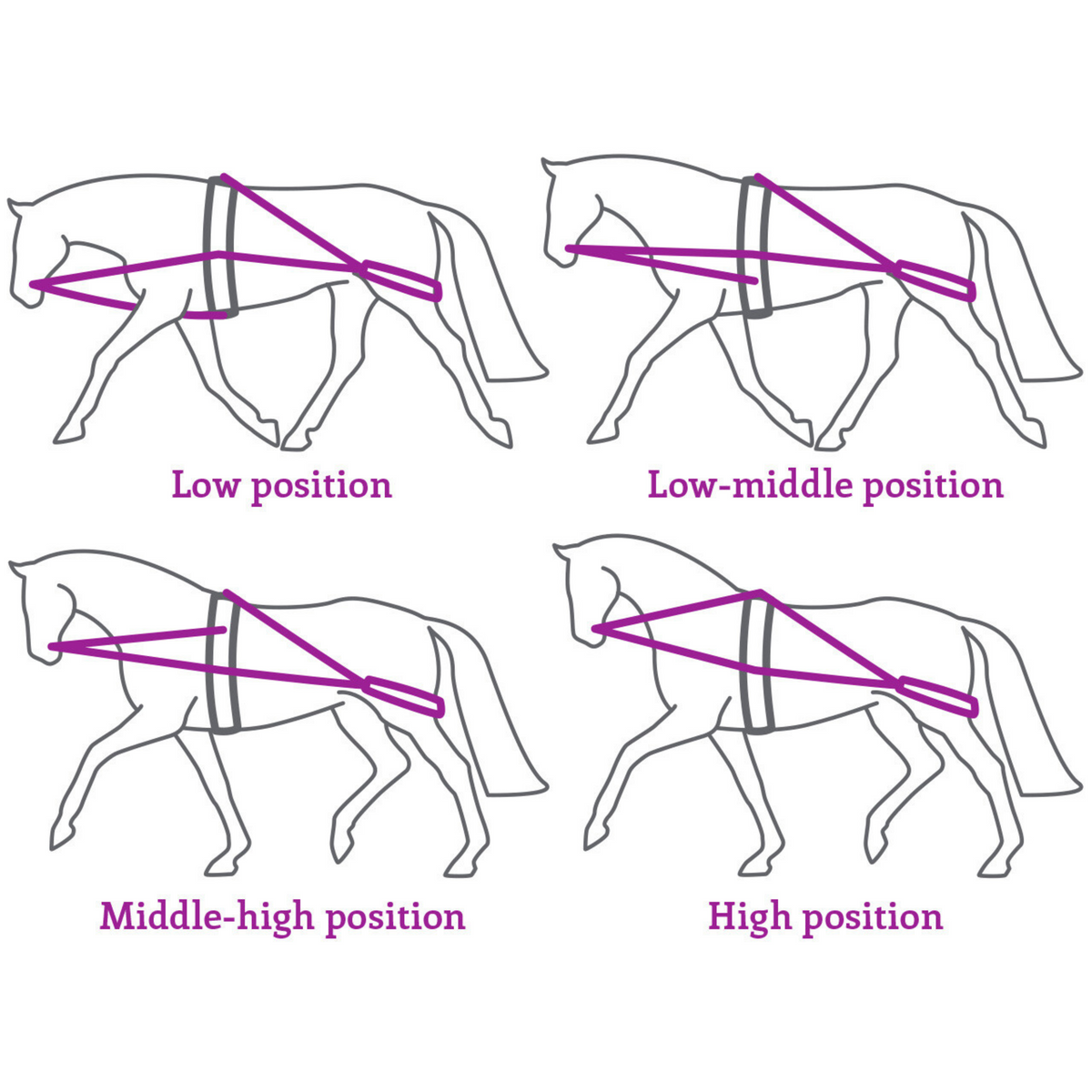 QHP Pessoa Lunge Training System The Tack Shop