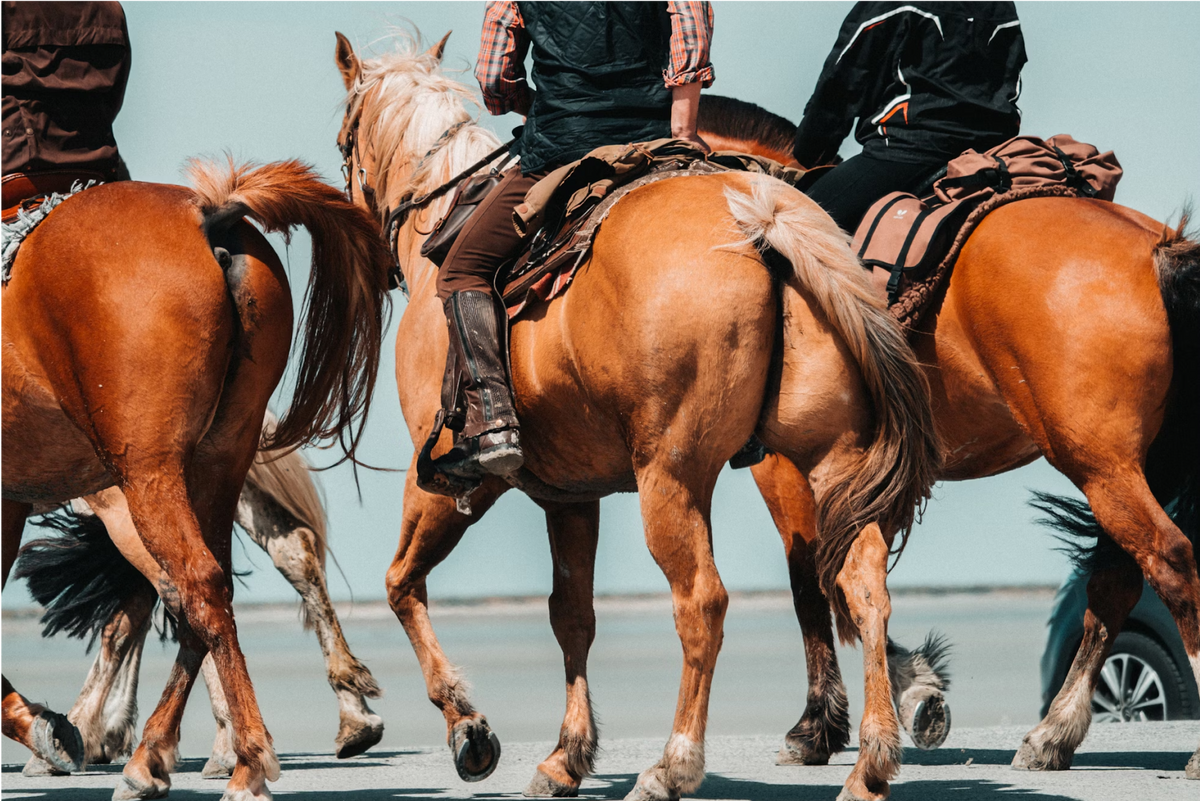 Horseback Riding 101: The Beginners Guide 2 – The Tack Shop Singapore