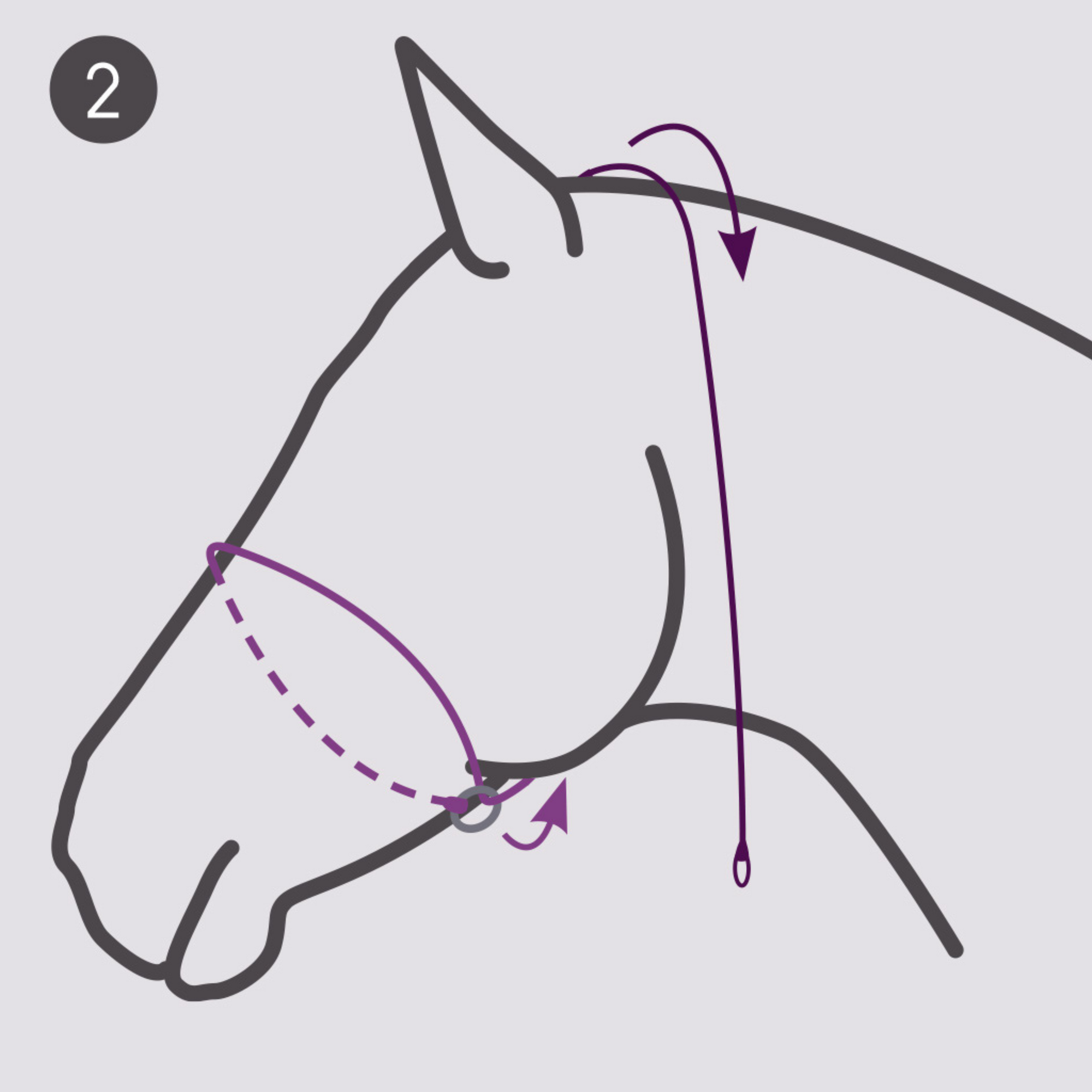 QHP Photography Headcollar - Beige (For Dark Coloured Horses)