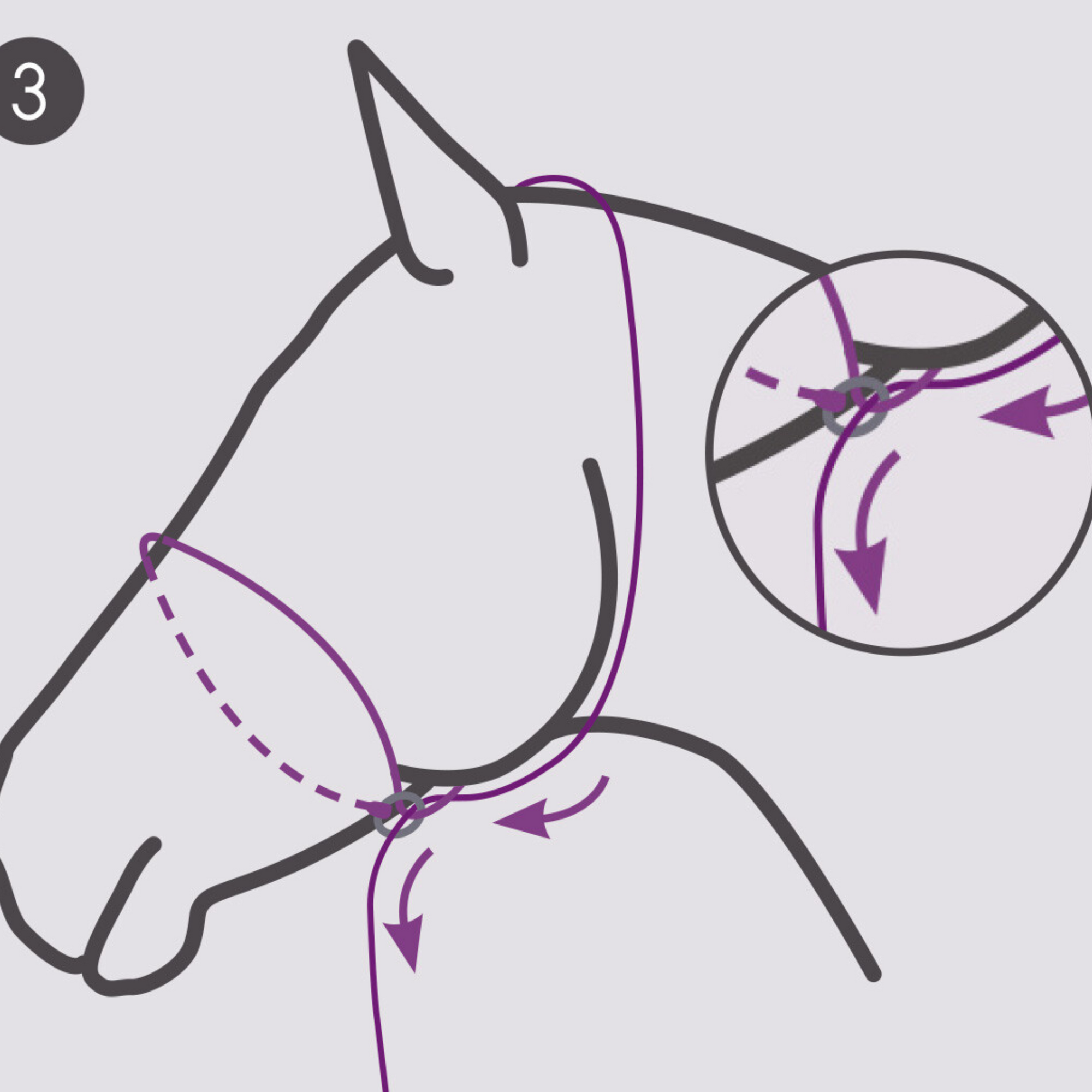 QHP Photography Headcollar - Beige (For Dark Coloured Horses)