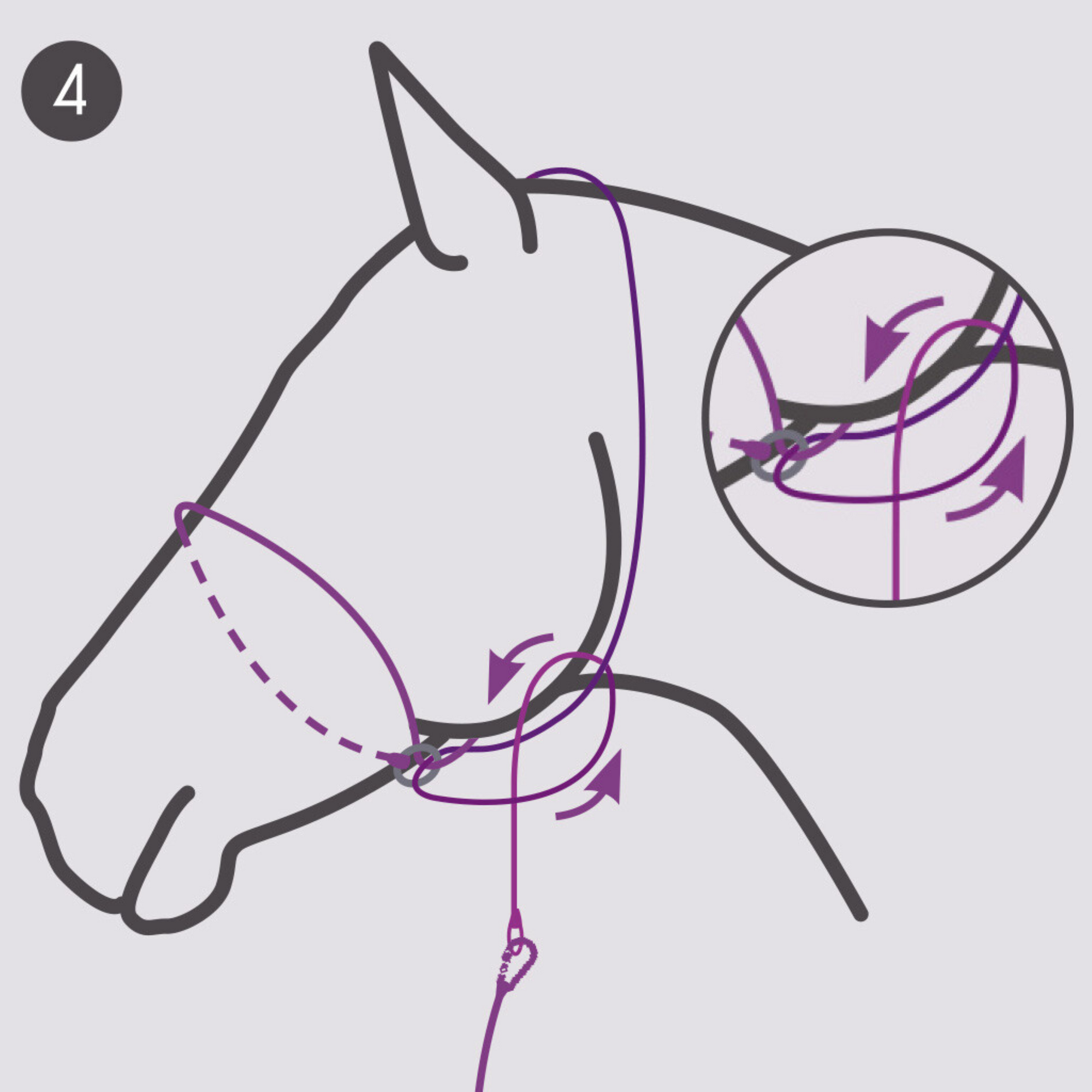 QHP Photography Headcollar - Beige (For Dark Coloured Horses)