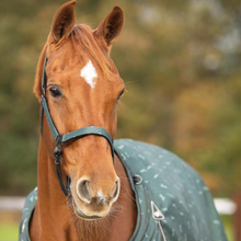 Load image into Gallery viewer, QHP Headcollar &amp; Leadrope Set - Emerald
