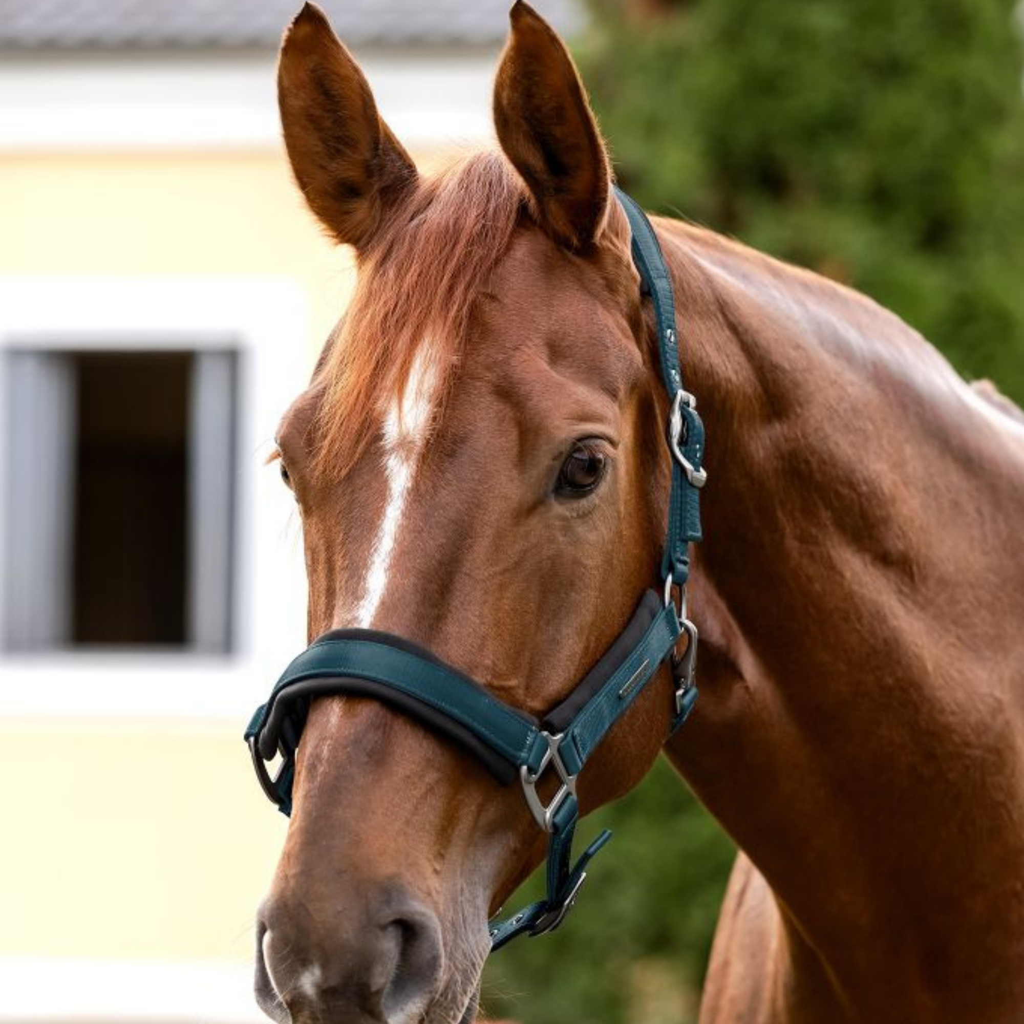 Waldhausen Headcollar & Leadrope Set - Petrol Blue