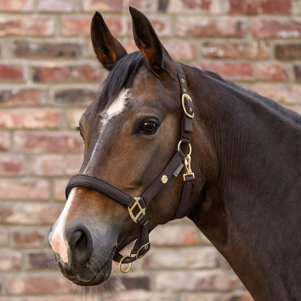 Waldhausen Headcollar & Leadrope Set - Espresso