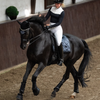 Equestrian Stockholm Dressage Pad - Winter Shadow