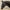 Dy'on Crank Noseband Bridle