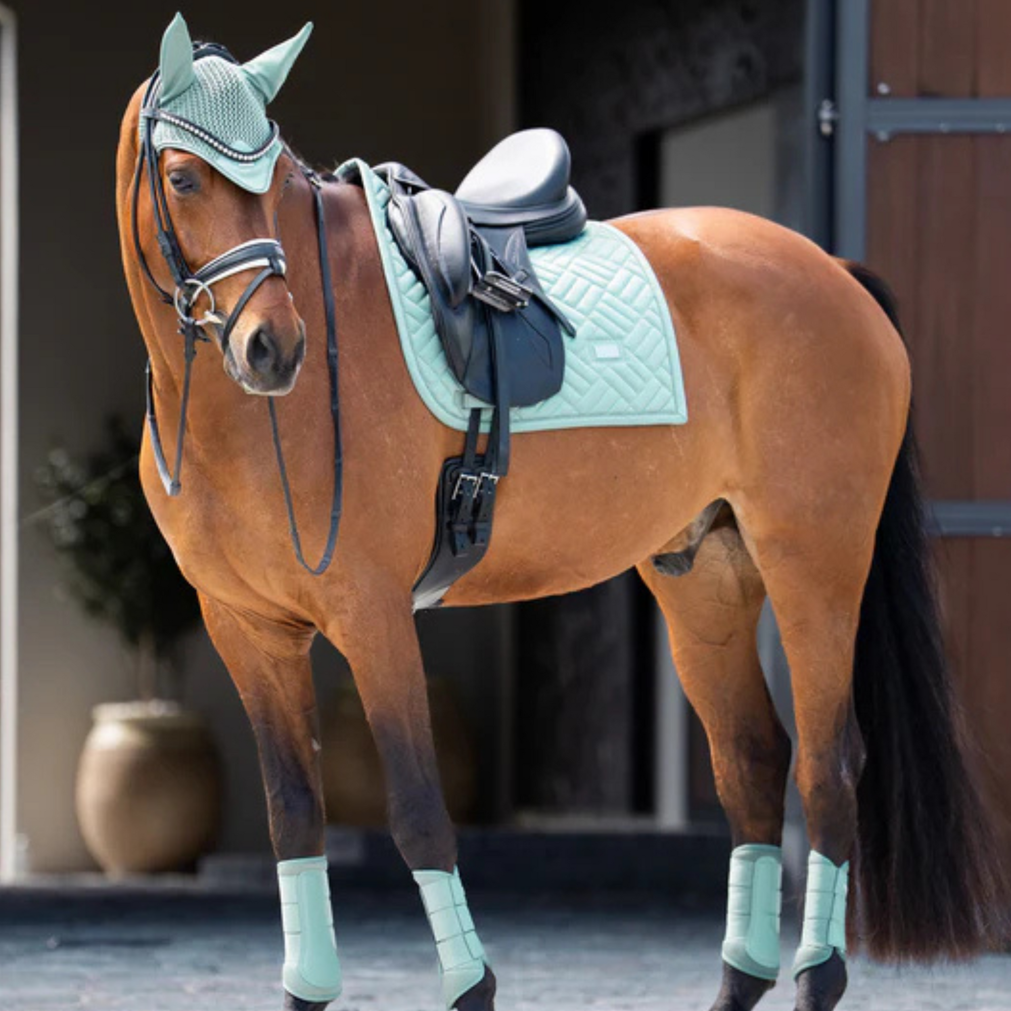 Equestrian Stockholm Dressage Pad - Modern Mint Green - COB