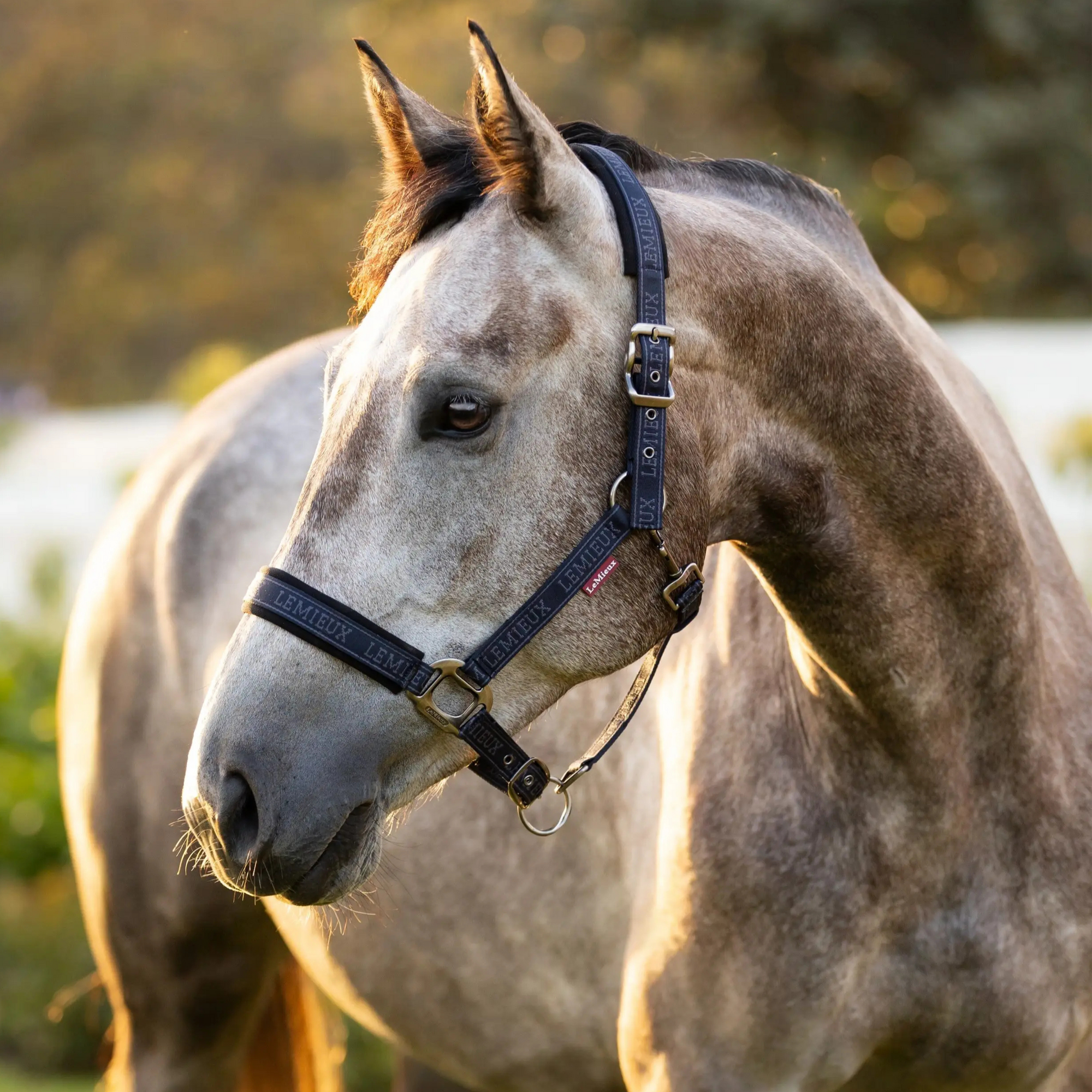 LeMieux Logo Headcollar & Leadrope Set - Navy