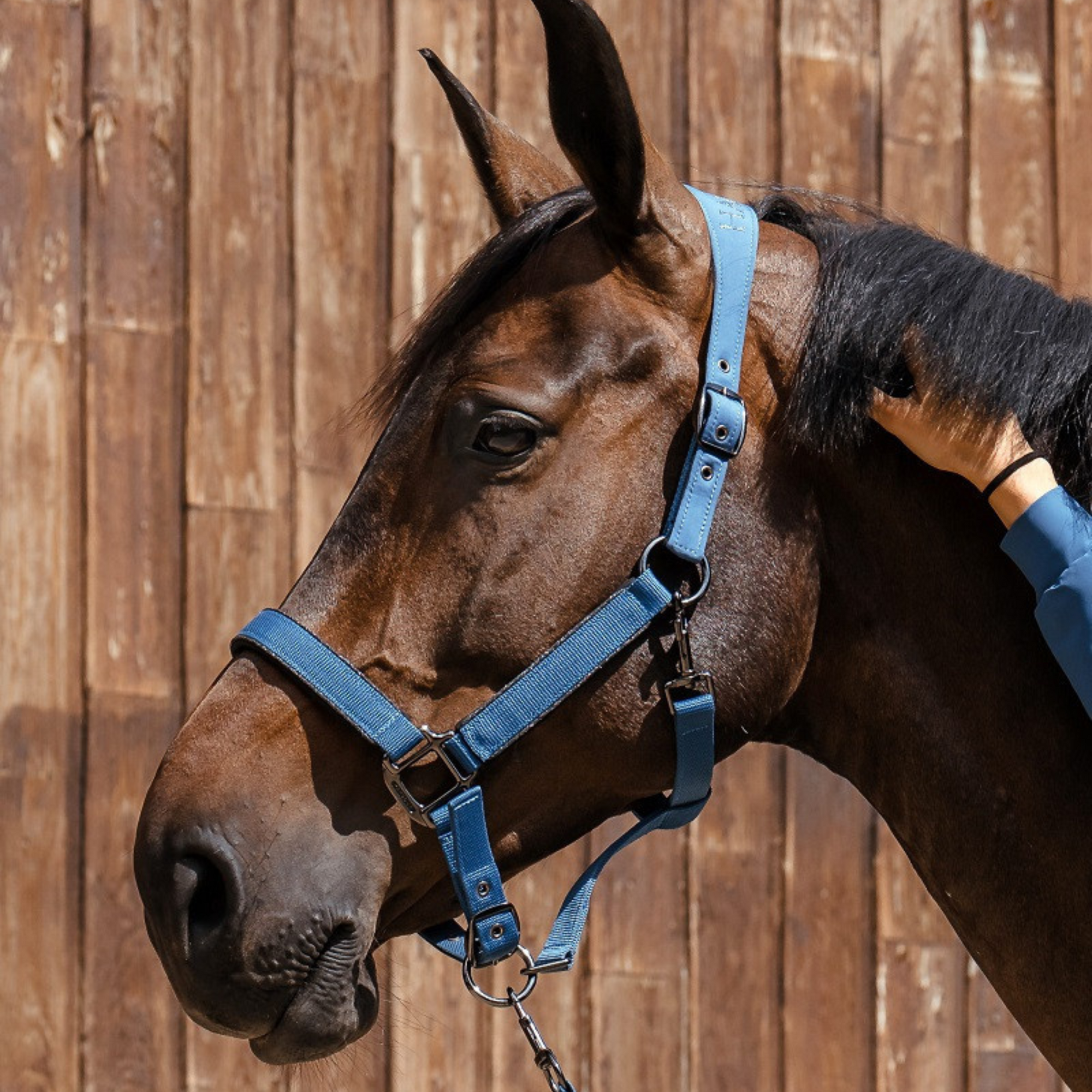 Harcour Headcollar & Leadrope Set - Steel Blue