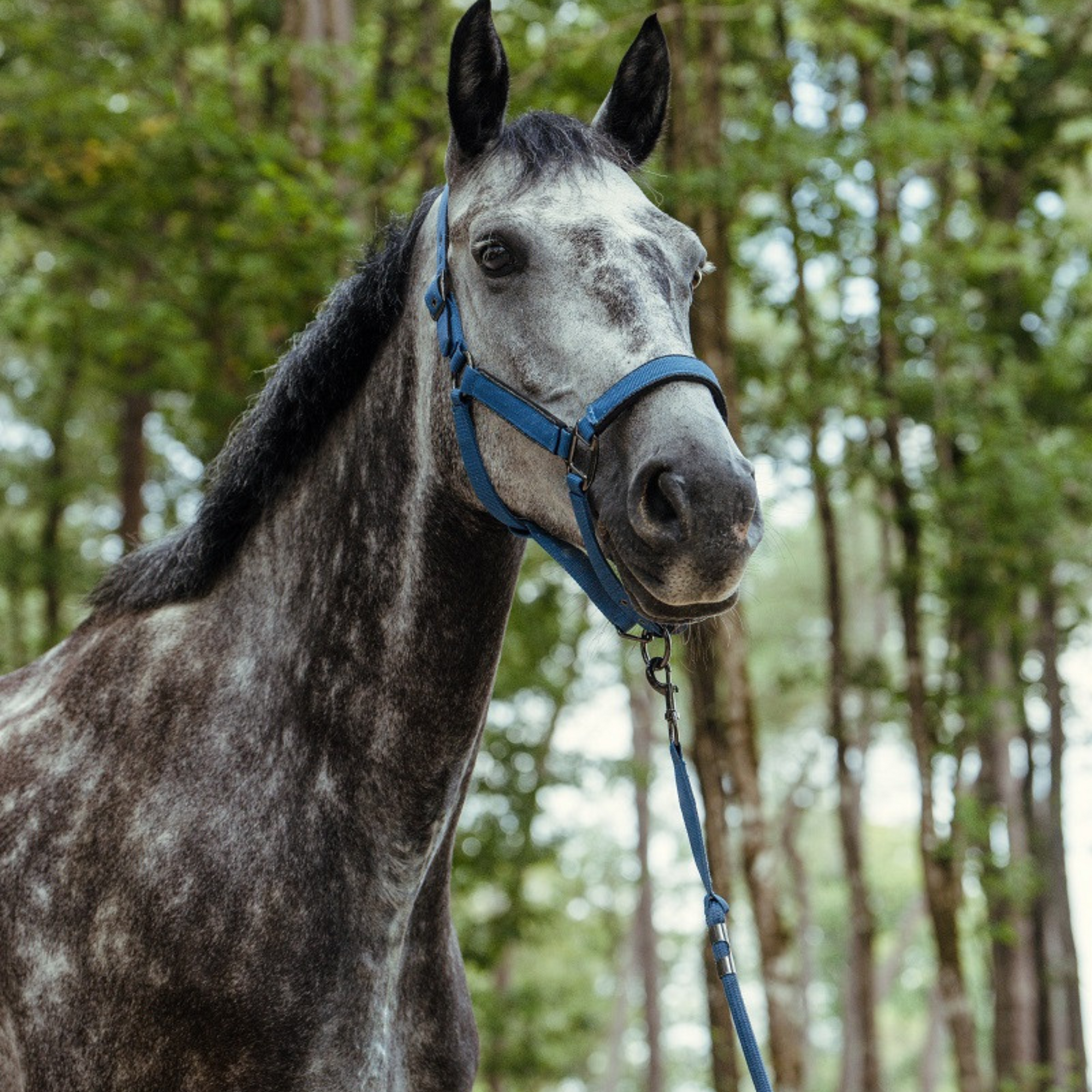 Harcour Headcollar & Leadrope Set - Steel Blue