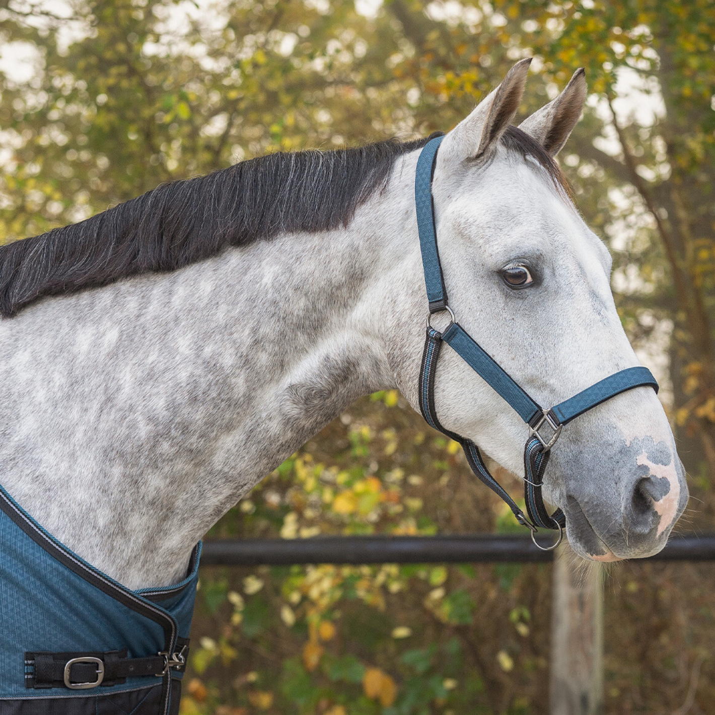 QHP Headcollar & Leadrope Set - Navy Dusk