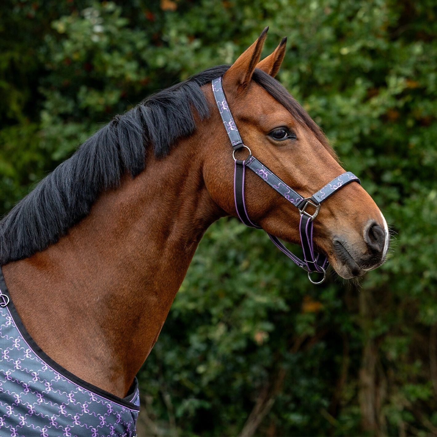 QHP Headcollar & Leadrope Set - Bouncing Bows