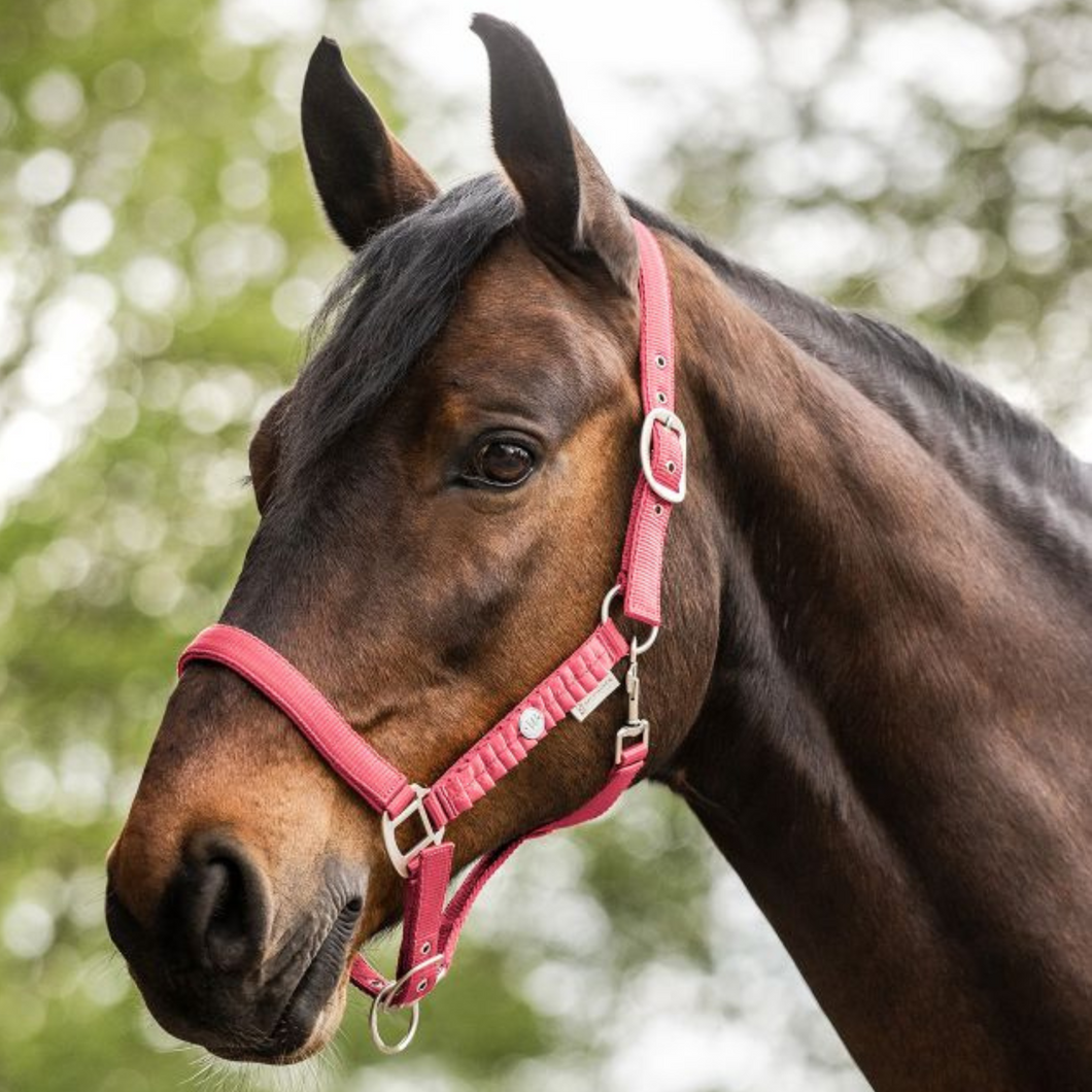 Waldhausen Florence Headcollar & Leadrope Set - Hibiscus