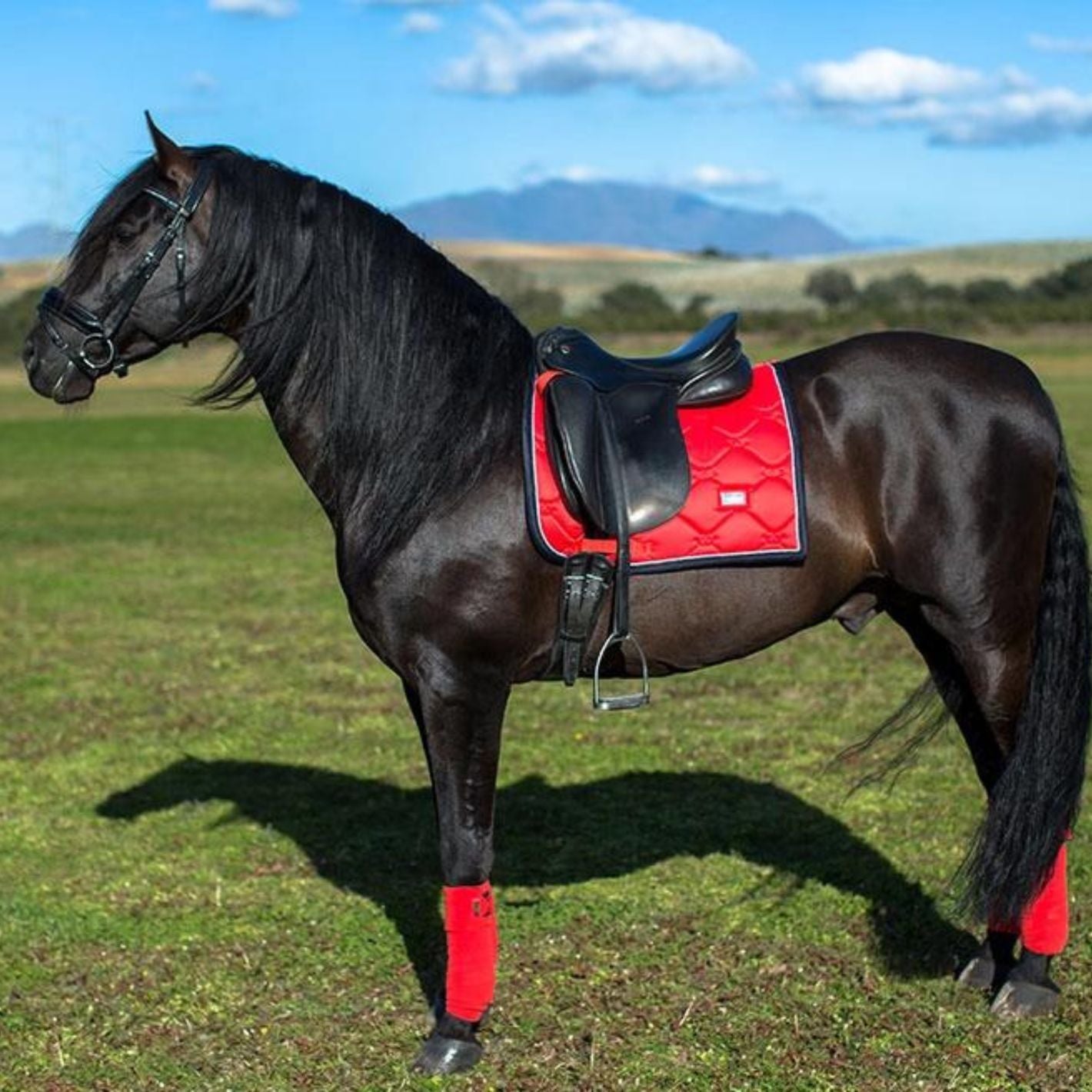 Equestrian Stockholm Dressage Pad - Grenadine