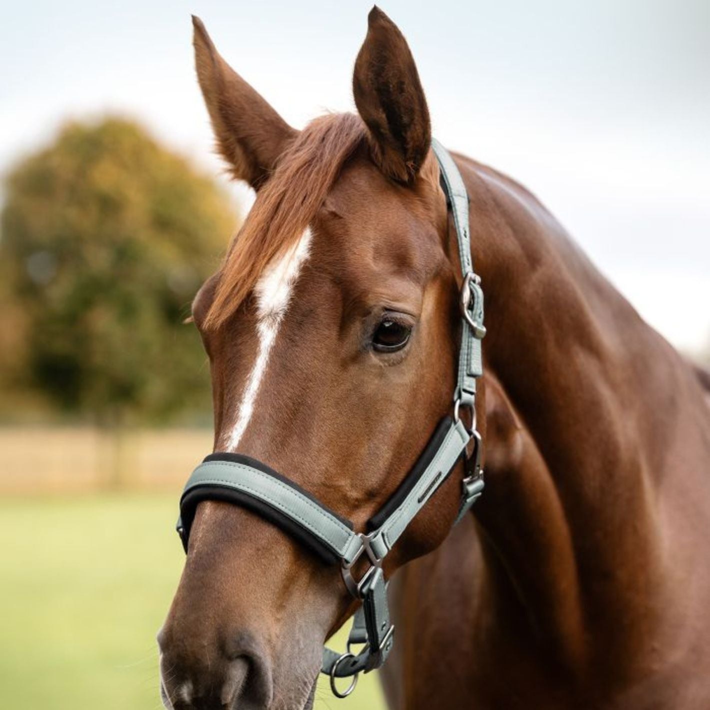Waldhausen Headcollar & Leadrope Set - Silver Blue