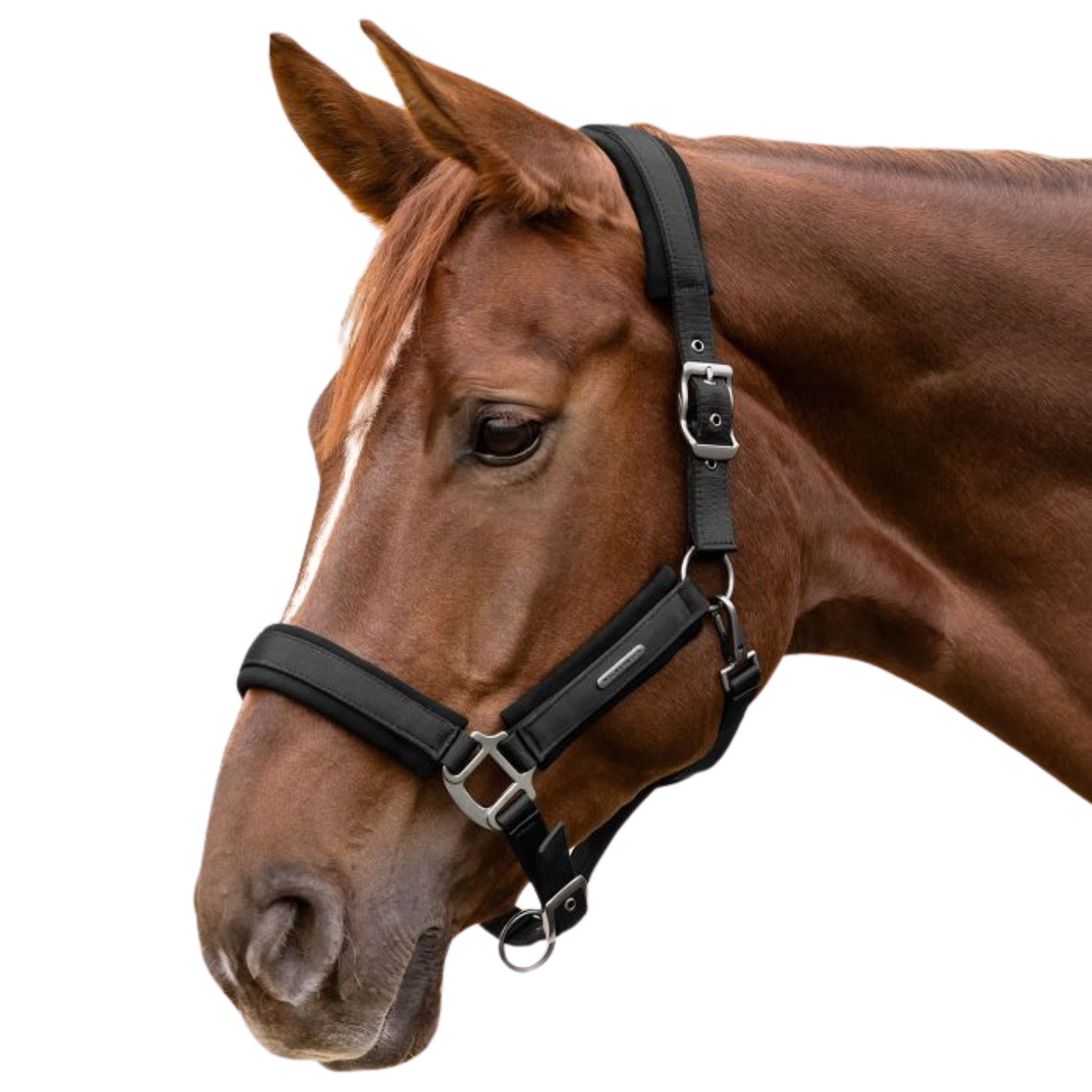 Waldhausen Headcollar - Black