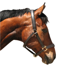 Load image into Gallery viewer, Covalliero Leather Headcollar
