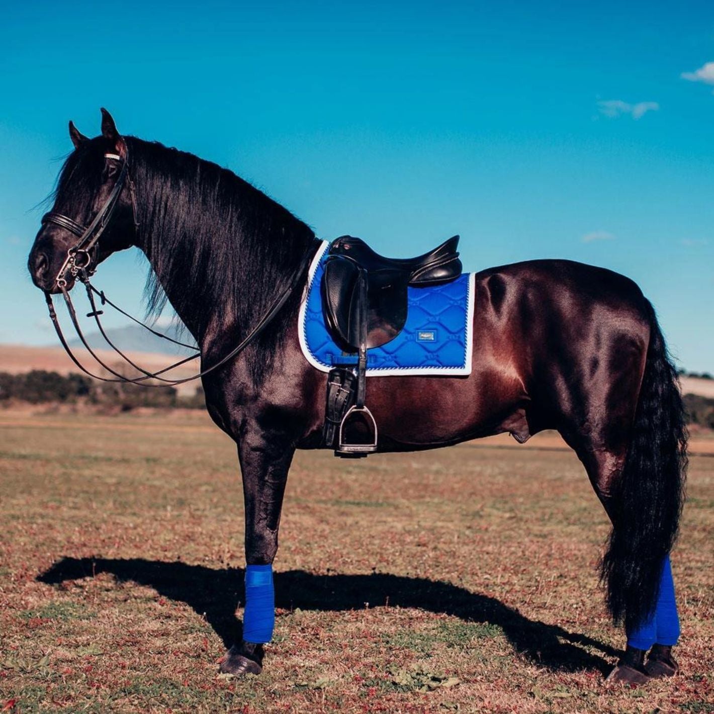 Equestrian Stockholm Dressage Pad - Sapphire
