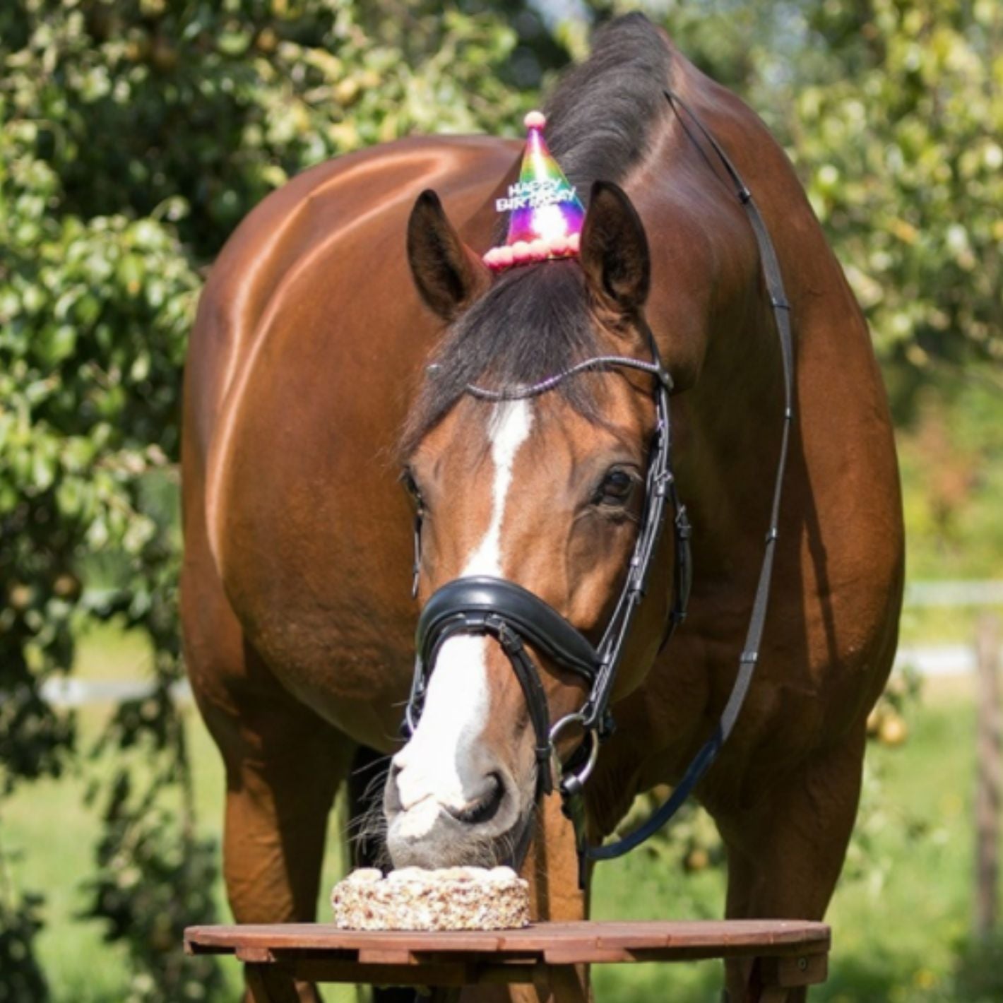 QHP Birthday Hat - Rainbow