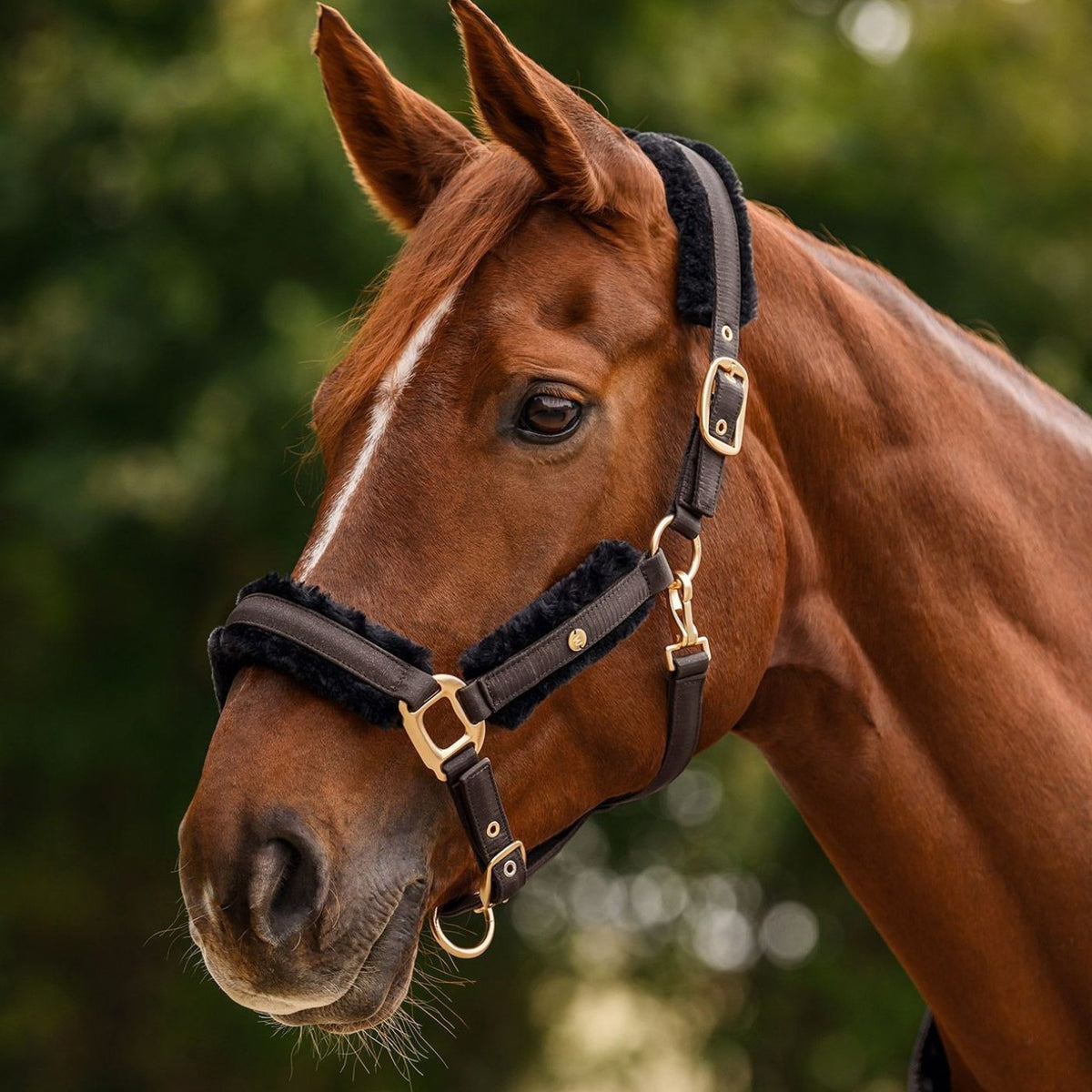 Waldhausen Phoenix Headcollar & Leadrope Set - Espresso