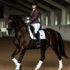 Equestrian Stockholm Dressage Pad - Modern White Moonless Night