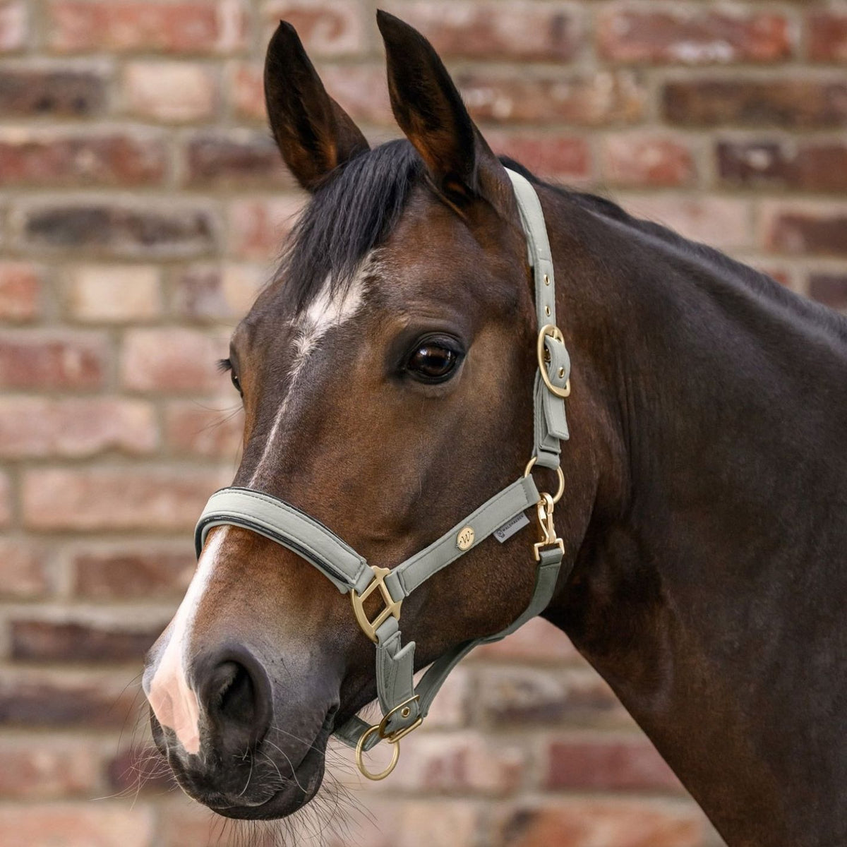 Waldhausen Headcollar & Leadrope Set - Sage