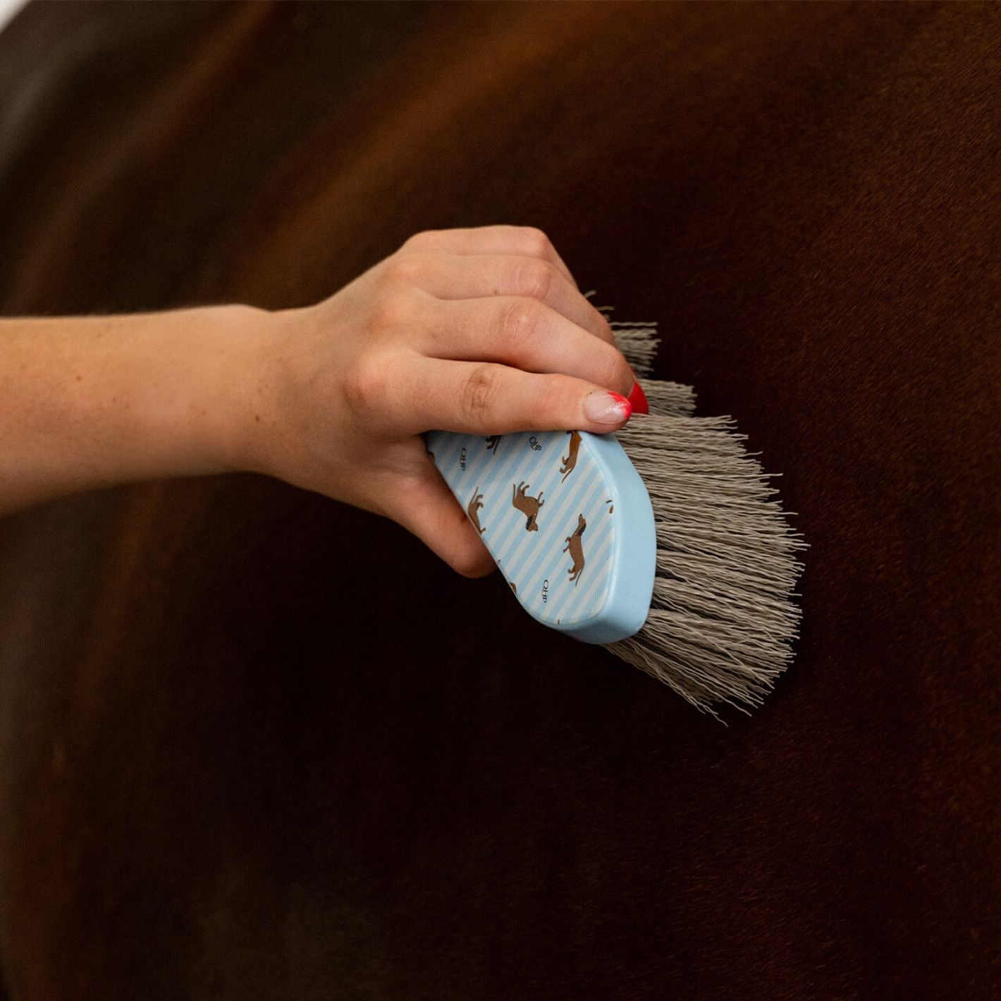 QHP Grooming Set - Dachshund