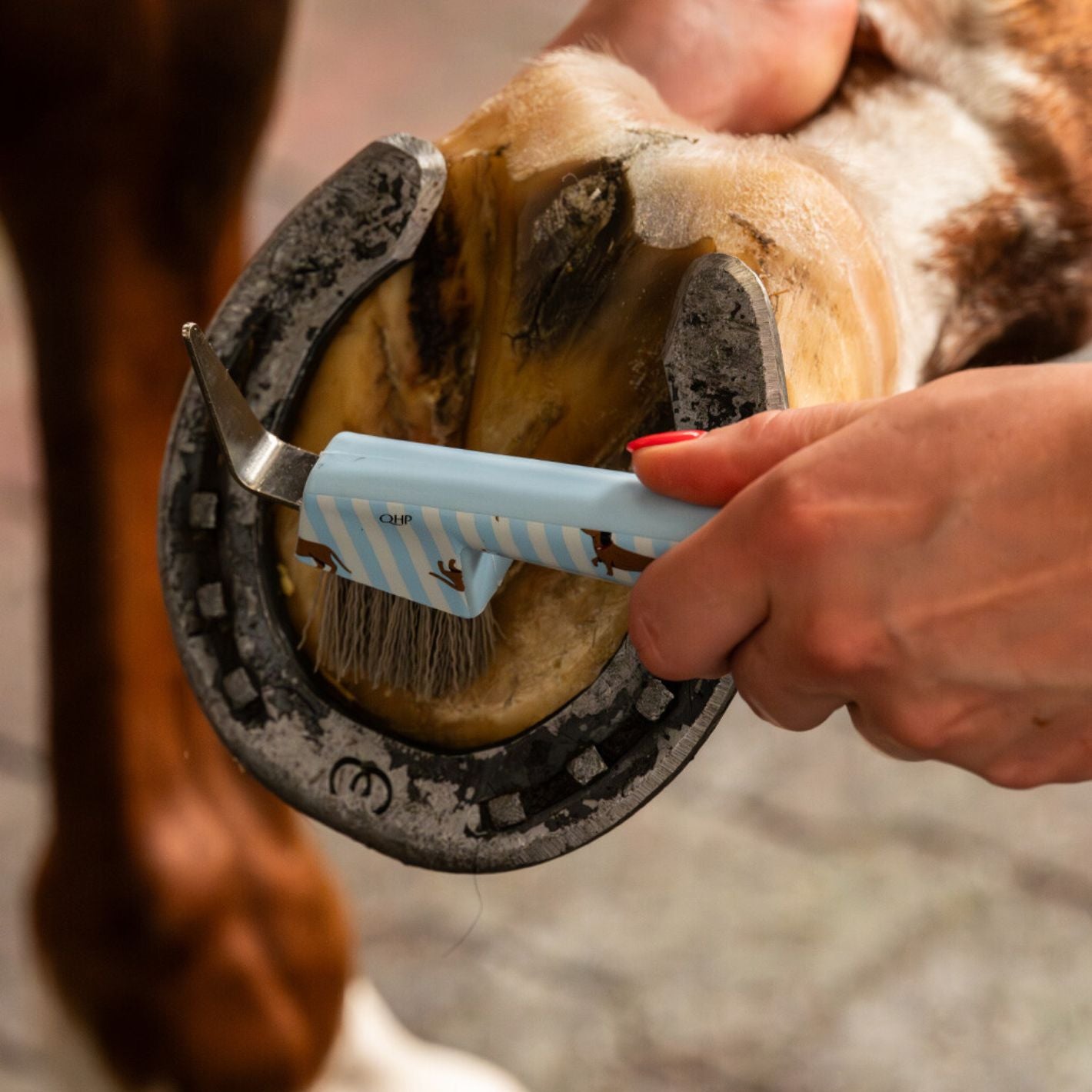 QHP Grooming Set - Dachshund