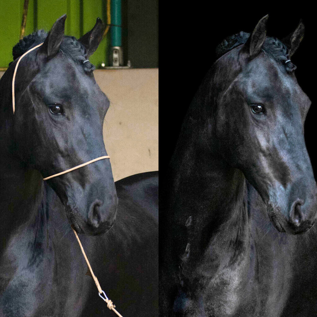 QHP Photography Headcollar - Beige (For Dark Coloured Horses)