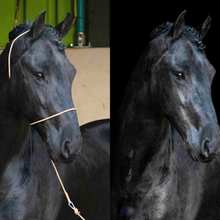 Load image into Gallery viewer, QHP Photography Headcollar - Black (For Light Coloured Horses)
