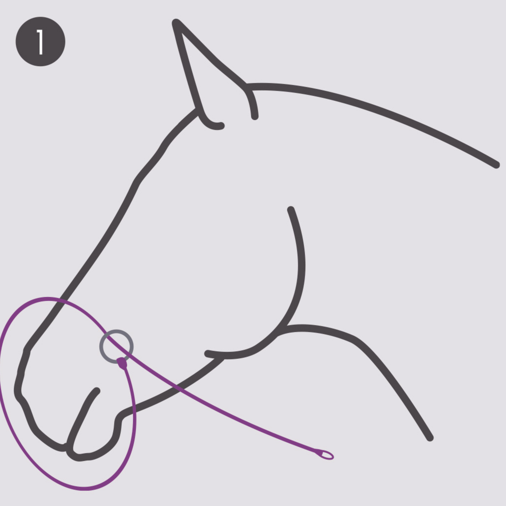 QHP Photography Headcollar - Beige (For Dark Coloured Horses)