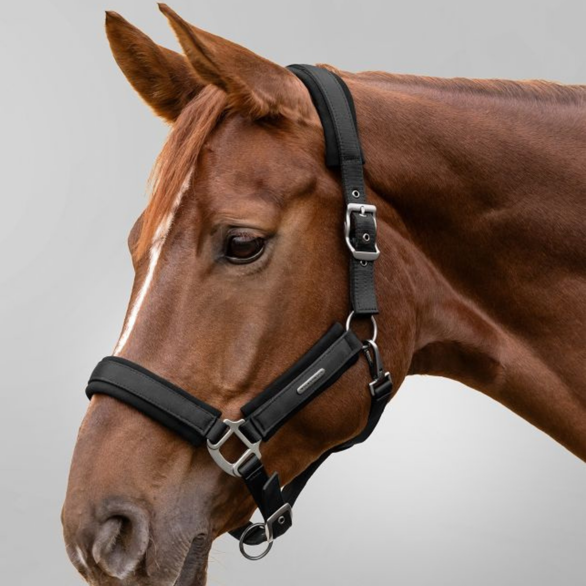 Waldhausen Headcollar & Leadrope Set - Black