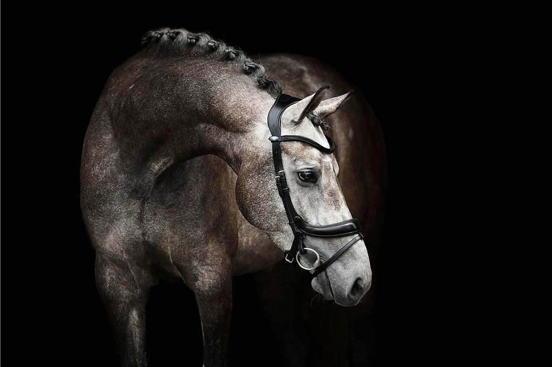 Singapore's Premier & South East Asia's Largest Equestrian Retailer