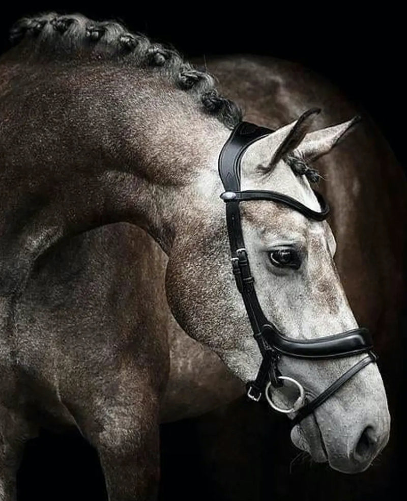 Singapore's Premier & South East Asia's Largest Equestrian Retailer