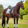 Equestrian Stockholm Dressage Pad - Ice Blue Pearl