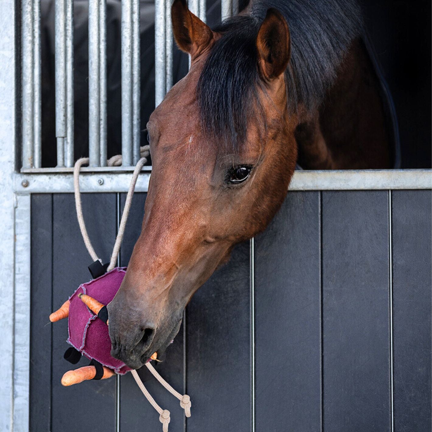 QHP Horse Toy Ball - Multi