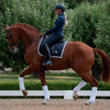 Equestrian Stockholm Dressage Pad - Midnight White