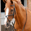 Premier Equine Glorioso Grackle Bridle
