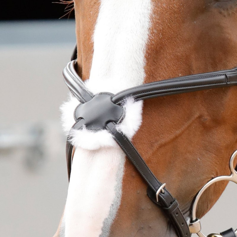 Premier Equine Glorioso Grackle Bridle