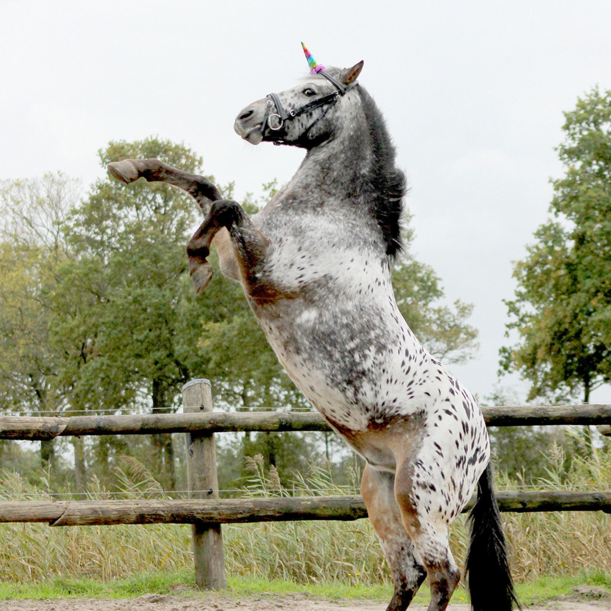 QHP Rainbow Unicorn Horn