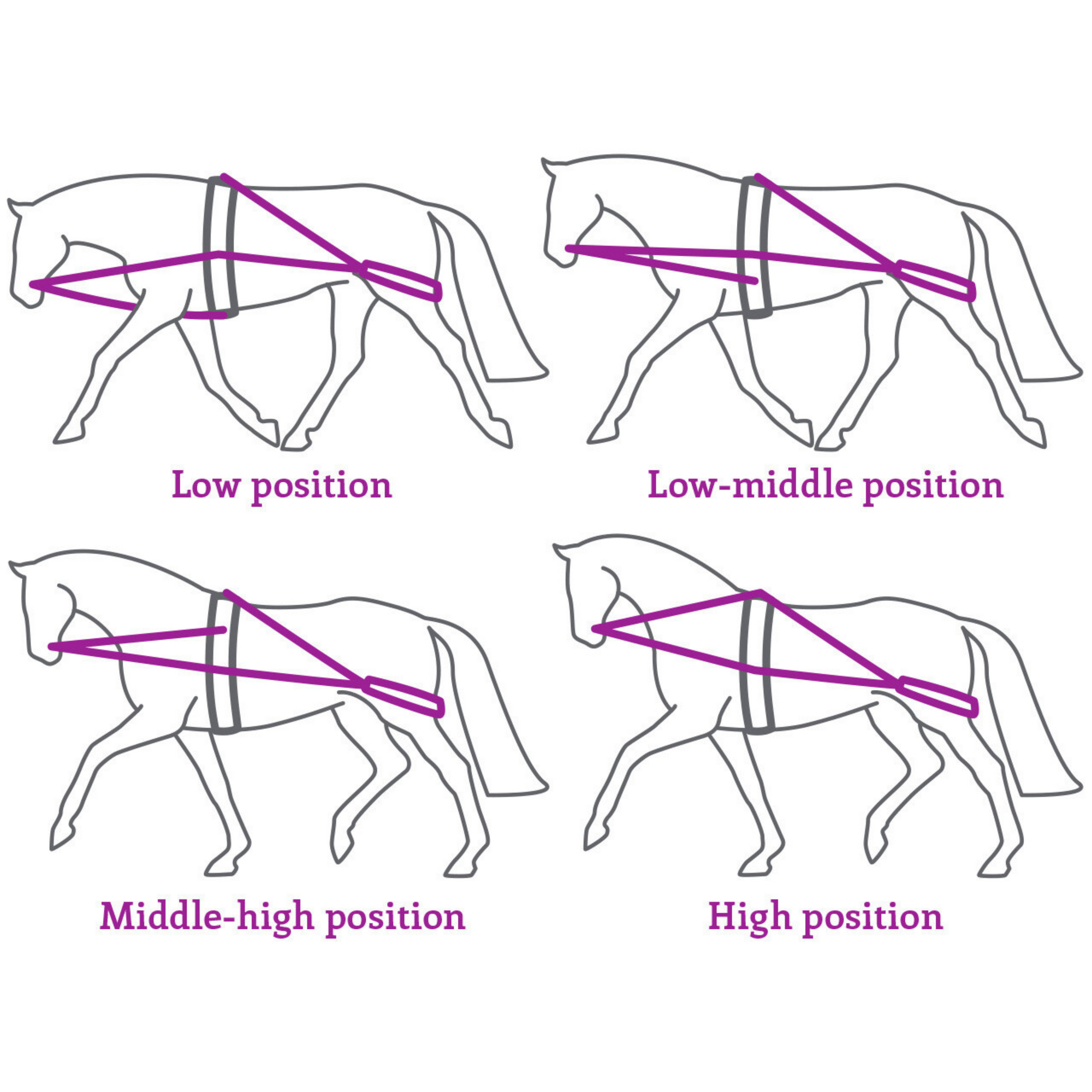 QHP Pessoa Lunge Training System