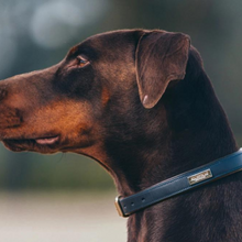 Load image into Gallery viewer, Equestrian Stockholm Dog Collar - Royal Classic
