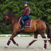 Equestrian Stockholm Bandages - Crystal Merlot