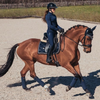 Equestrian Stockholm Dressage Pad - Royal Classic
