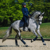 Equestrian Stockholm Dressage Pad - Royal Classic