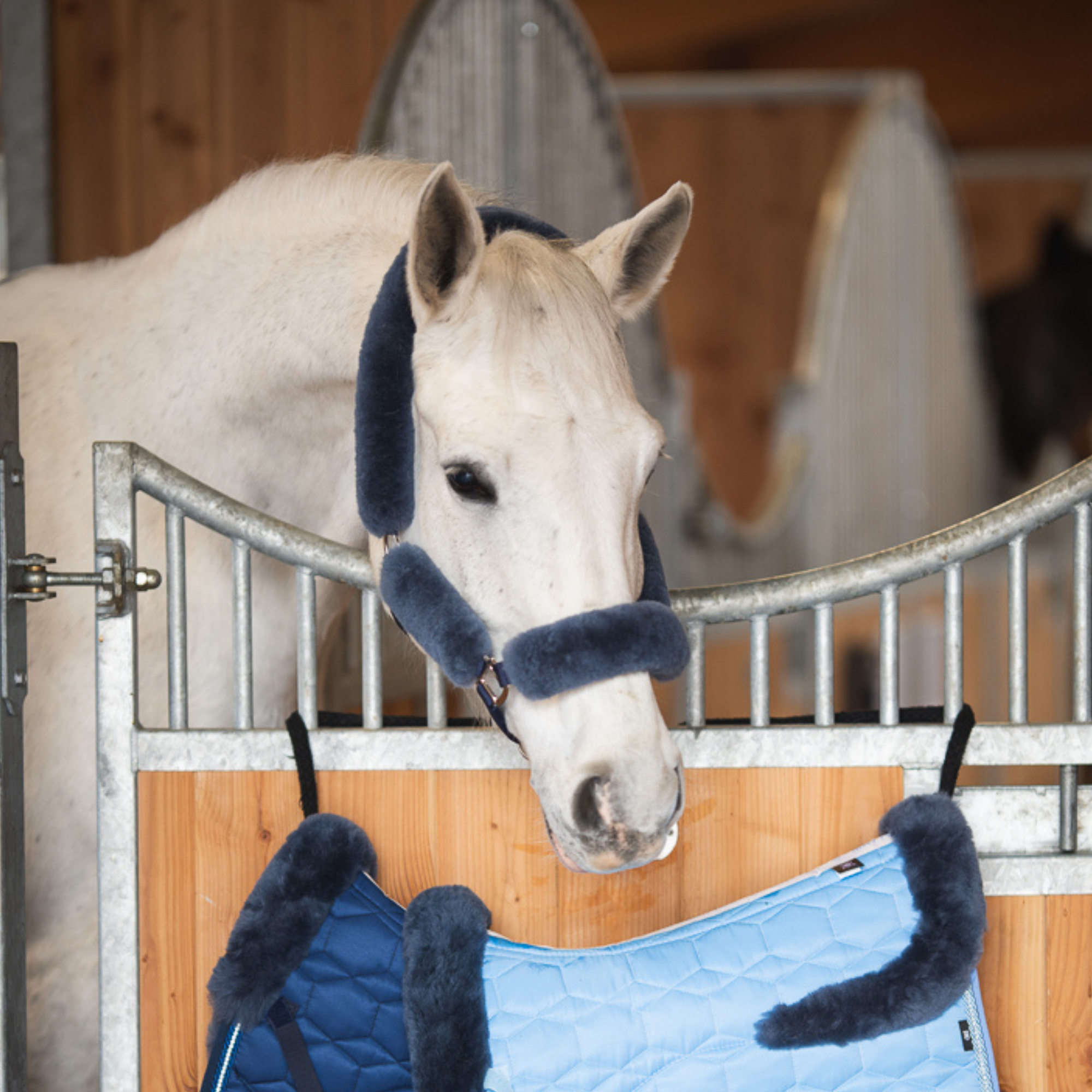 Mattes Sheepskin Halter & Lead Rope - Blue